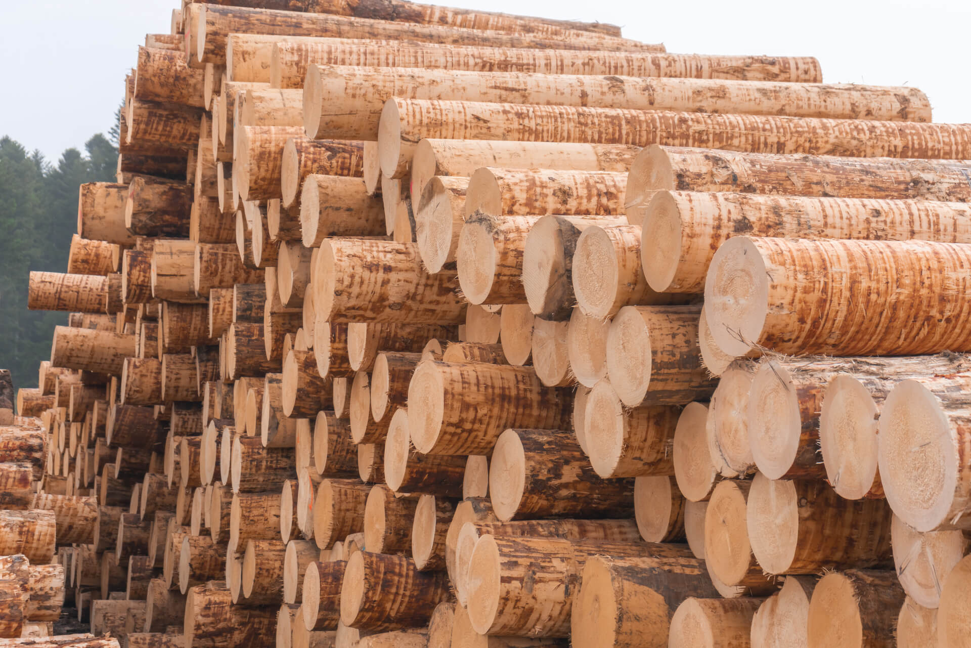 Connaissance des bois
